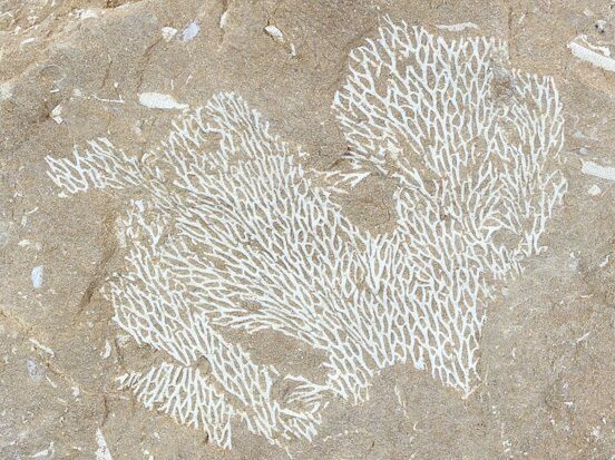 Ordovician Bryozoans (Chasmatopora) Plate - Estonia #50020